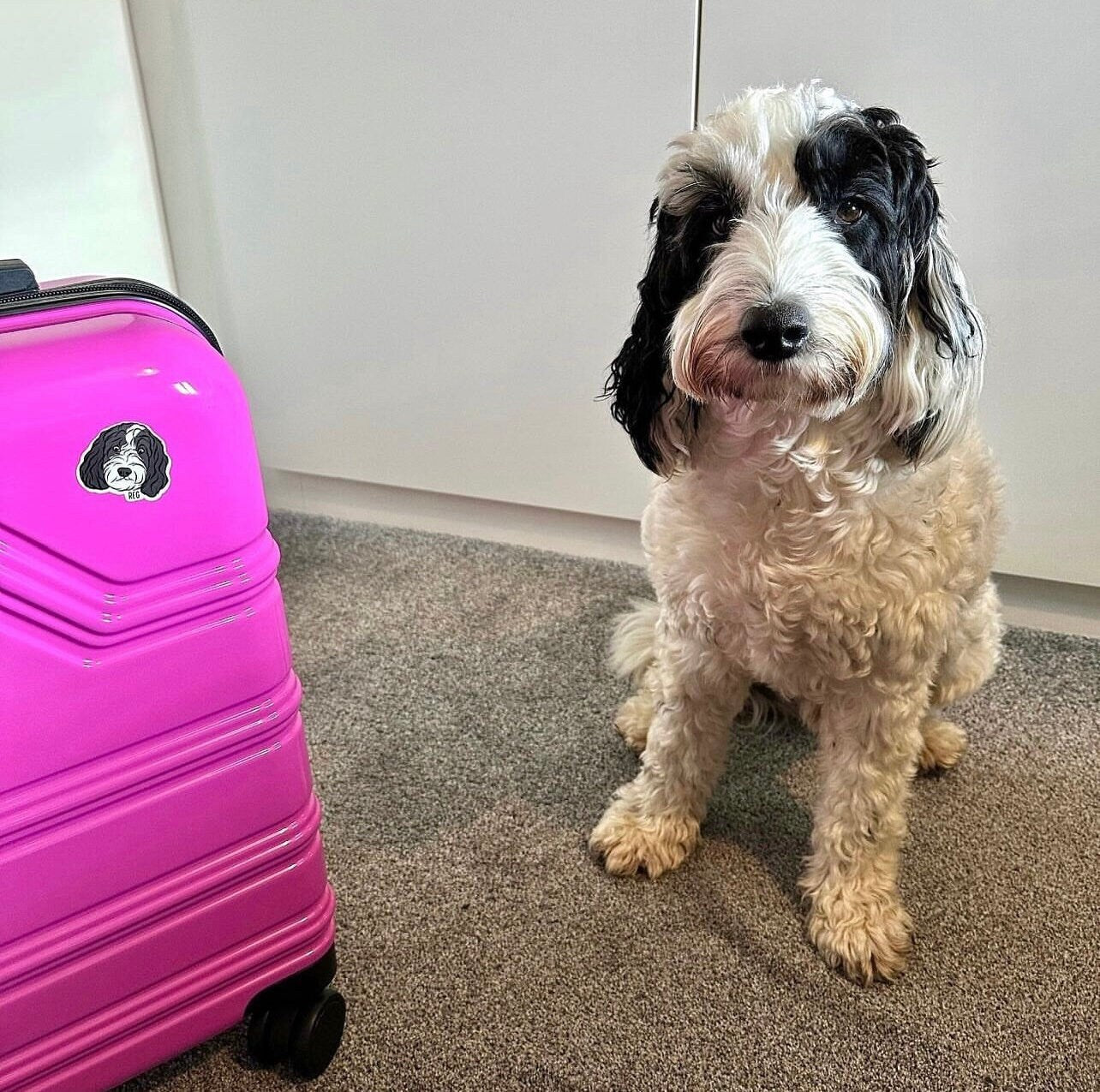 Personalised Cockapoo Stickers