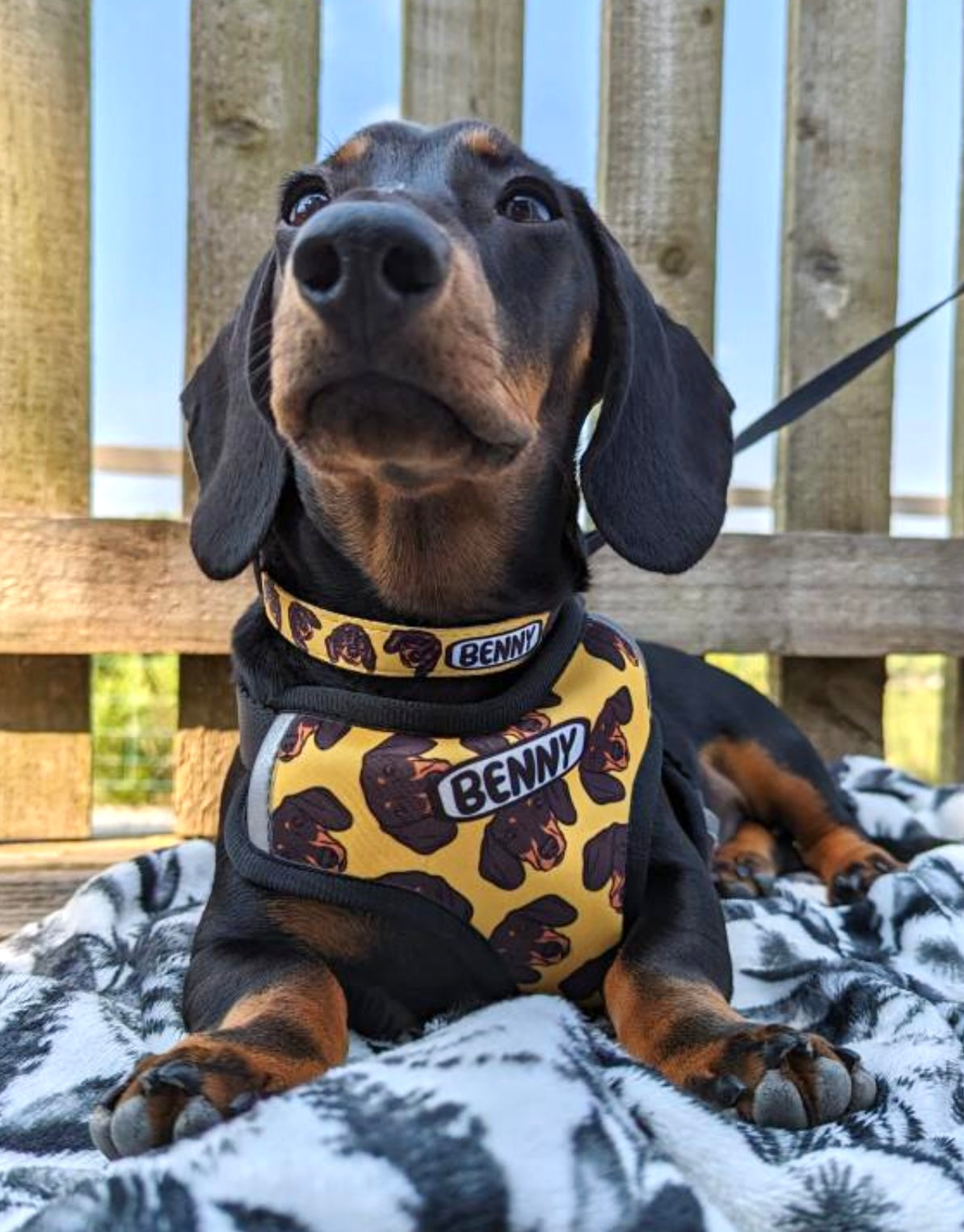 Dachshund Harness