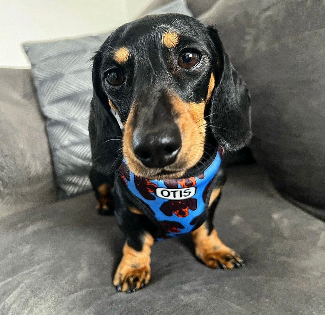 Dachshund Harness