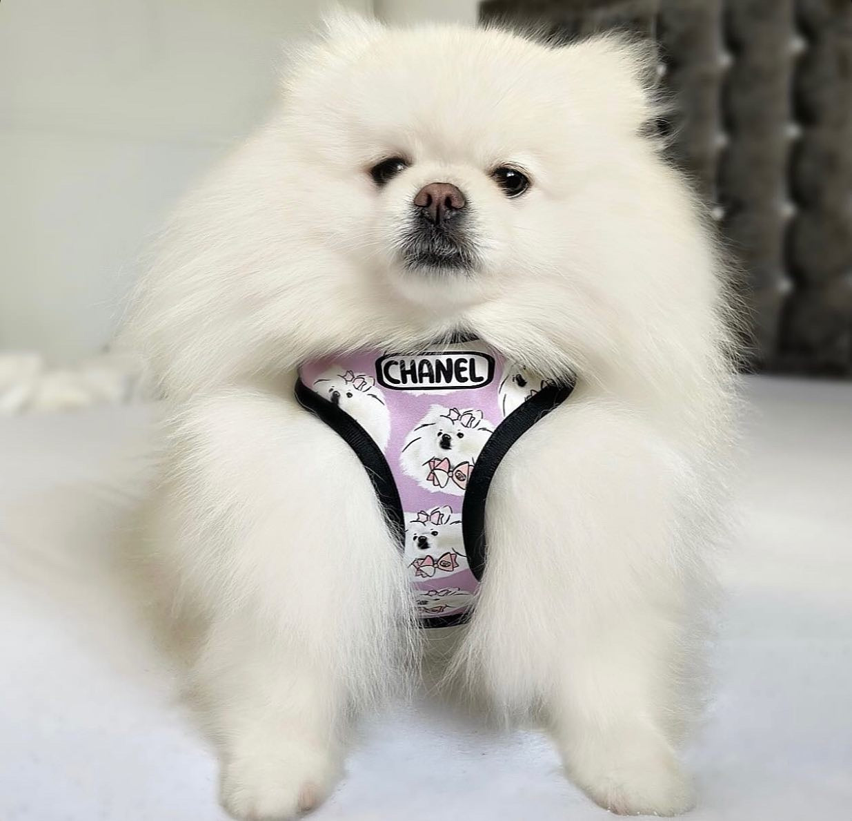 Pet Portrait Harness