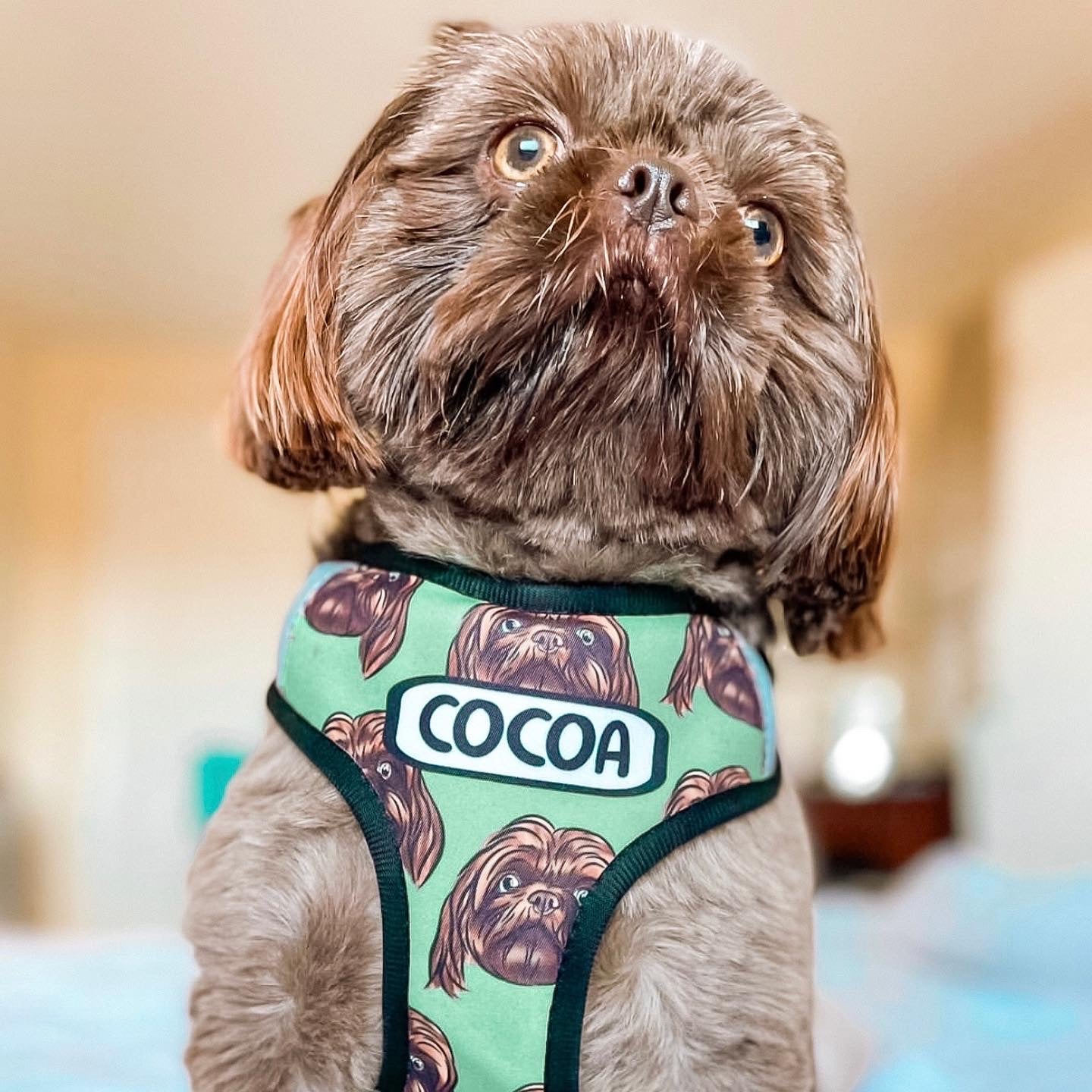 Pet Portrait Harness