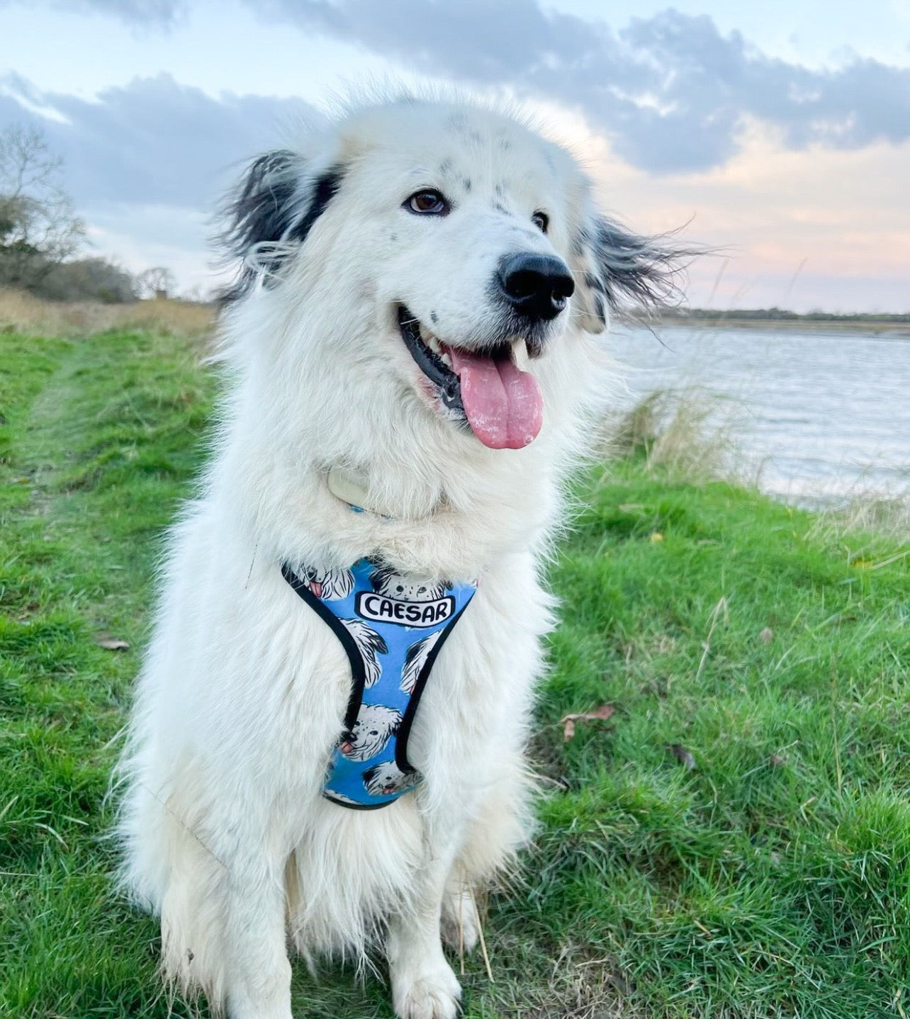 Pet Portrait Harness