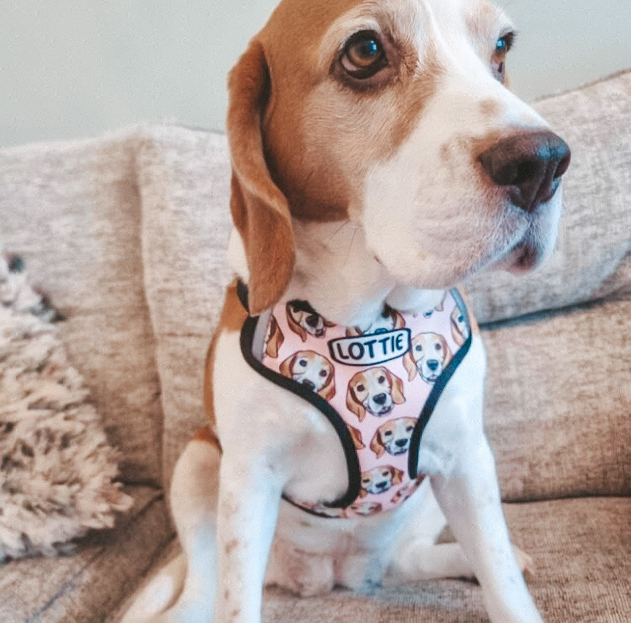 Pet Portrait Harness