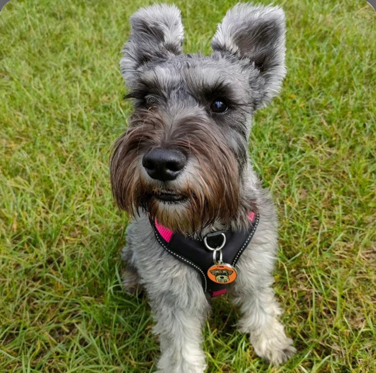 Miniature Schnauzer ID Tag