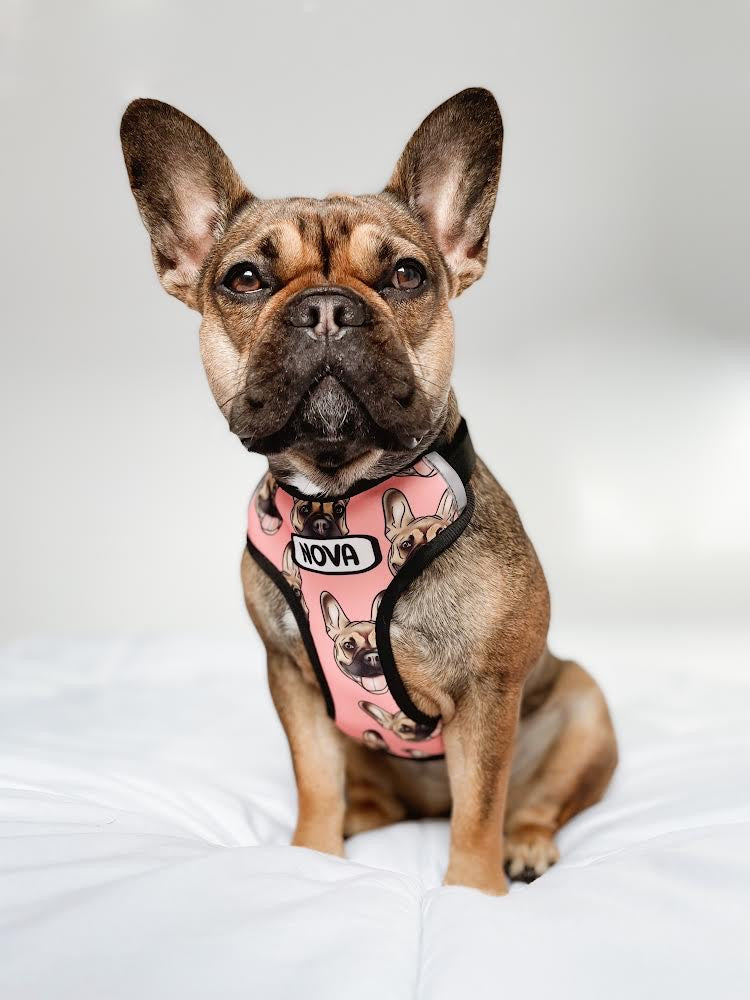 Pet Portrait Harness