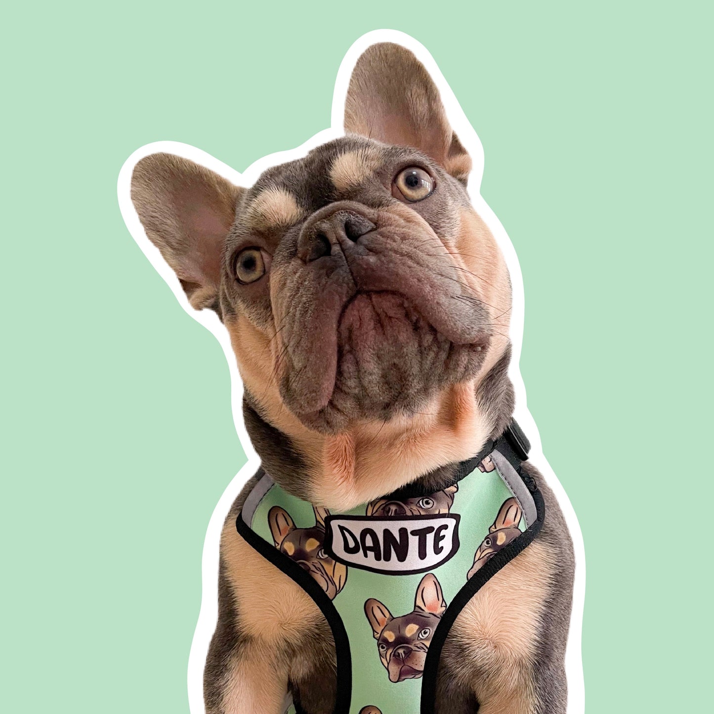 Pet Portrait Harness