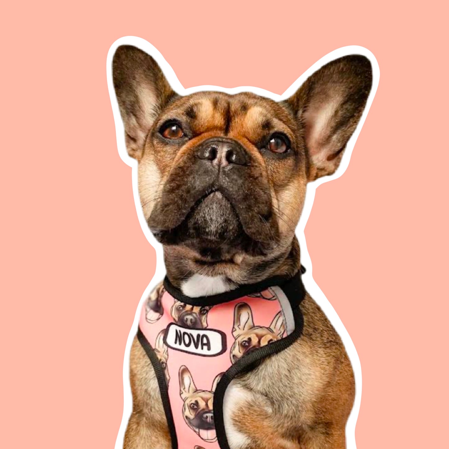 Pet Portrait Harness